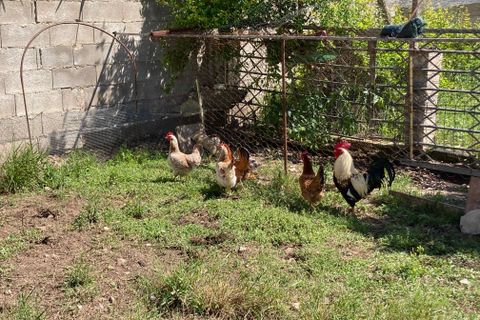 Landejendom i Vinaros, Castellon, Vinaros - € 77.000 | Ref: Finca Tranquila - foto 42